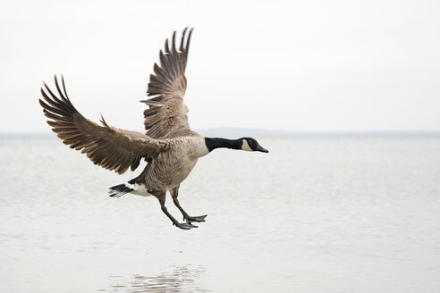 Kanadagans, Branta canadensis, Landung auf dem Wasser - HACF000119