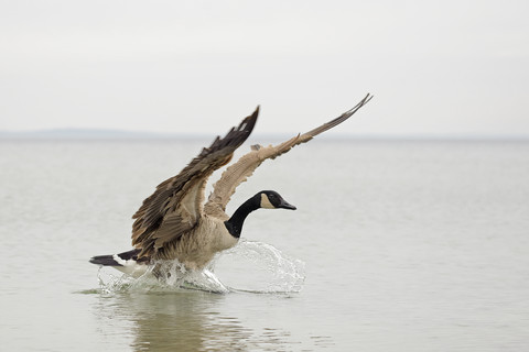 Kanadagans, Branta canadensis, Landung auf dem Wasser, lizenzfreies Stockfoto