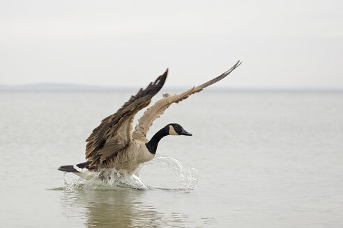 Kanadagans, Branta canadensis, Landung auf dem Wasser - HACF000120