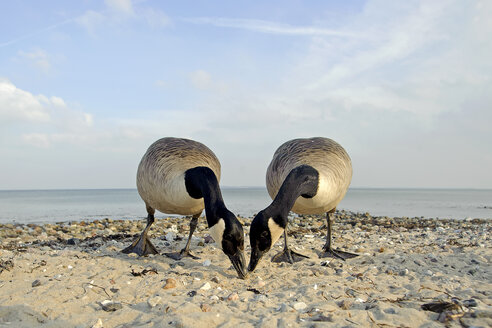 Zwei Kanadagänse, Branta canadensis, auf der Suche nach Futter - HACF000121