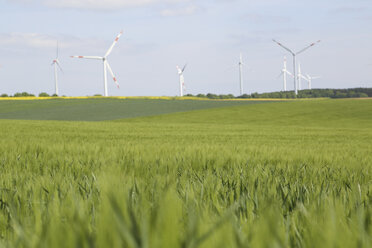 Cornfields with wind wheels in the background - SGF000686