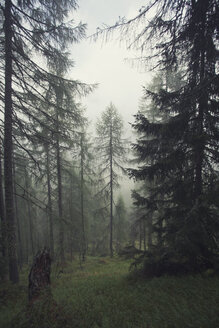 Austria, Tyrol, Kals am Grossglockner, forest - MKLF000010