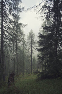 Österreich, Tirol, Kals am Großglockner, Wald - MKLF000010