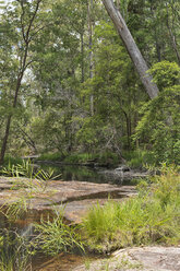 Australien, New South Wales, Mullumbimby, Bäume, Sträucher und Felsen an einem Bach im Nightcap National Park - SHF001273