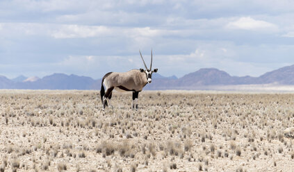 Namibia, Namib-Naukluft-Nationalpark, Oryx - HLF000510