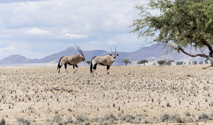 Namibia, Namib Naukluft National Park, Zwei Oryx - HLF000511