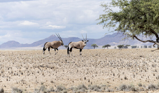 Namibia, Namib Naukluft National Park, Two Oryx - HLF000511