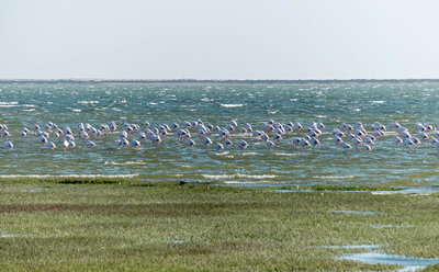 Namibia, Walvis Bay, Gruppe von Flamingos in Lagune - HLF000512