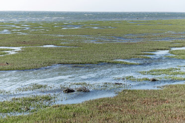 Namibia, Walvis Bay, Lagunenlandschaft mit Wasser und Sumpfgras - HLF000513