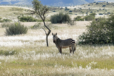 Namibia, Damaraland, Hartmanns Bergzebra - HLF000515