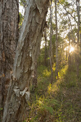 Australien, New South Wales, Pottsville, Breitblättrige Papierrinde, Melaleuca - SHF001279