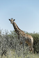 Namibia, Etosha-Nationalpark, Giraffe - HLF000519