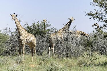 Namibia, Etosha-Nationalpark, Giraffengruppe - HLF000520