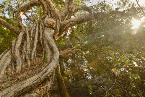 Australien, New South Wales, Pottsville, Stamm eines Eukalyptusbaums im Gegenlicht - SHF001282