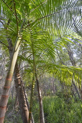 Australien, Neusüdwales, Pottsville, Bambus und Bäume - SHF001283