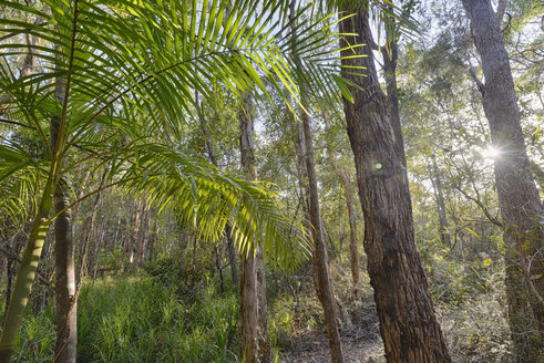 Australien, New South Wales, Pottsville, Bambus und Bäume im Gegenlicht - SHF001284