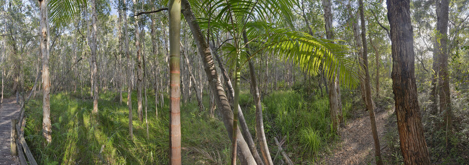 Australien, Neusüdwales, Pottsville, Bambus und Melaleuca-Bäume, Melaleuca - SHF001285