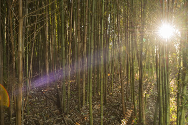 Australia, New South Wales, Dorrigo, morning sun breaking through a grove of bamboo - SHF001295