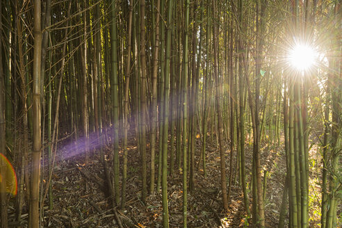Australien, New South Wales, Dorrigo, Morgensonne bricht durch ein Bambuswäldchen - SHF001295