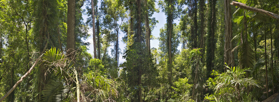 Australien, New South Wales, Dorrigo, Regenwaldstrauch im Dorrigo National Park - SHF001296