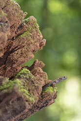 Australien, New South Wales, Dorrigo, Skink, Scincidae, auf Totholz sitzend - SHF001297