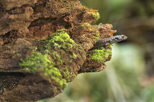 Australien, New South Wales, Dorrigo, Skink, Scincidae, auf Totholz sitzend - SHF001298