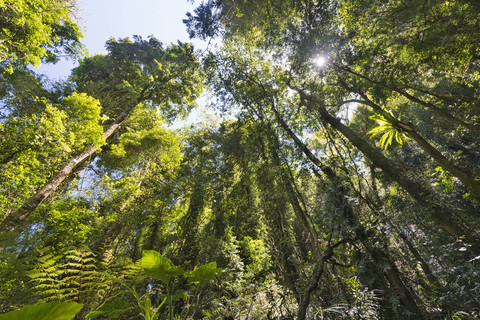 Australien, New South Wales, Dorrigo, Epiphyt auf einem Baum und Farnpflanzen im Dorrigo National Park, lizenzfreies Stockfoto
