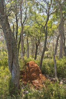 Australien, New South Wales, Ebor, Termitenhügel im Wald - SHF001332