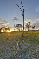 Australien, New South Wales, Arding, verstreute Stämme von abgestorbenen Bäumen und Eukalyptusbäumen bei Sonnenuntergang - SHF001310