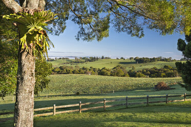 Australien, New South Wales, Dorrigo, Landschaft im Morgenlicht - SHF001324