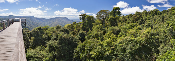 Australia, New South Wales, Dorrigo, rainforest canopy and the skywalk in the Dorrigo National Park - SHF001325