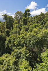 Australia, New South Wales, Dorrigo, rainforest canopy from the skywalk in the Dorrigo National Park - SHF001326