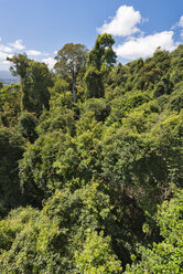 Australien, New South Wales, Dorrigo, Regenwalddach vom Skywalk im Dorrigo National Park - SHF001326