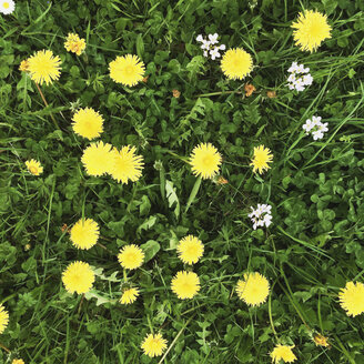 Deutschland, Eifel, Frühling, Blumenwiese, Löwenzahn (Taraxacum) - GWF002744