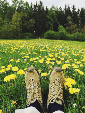 Deutschland, Nordrhein-Westfalen Eifel, Spaziergänger, Frau in Blumenwiese beschäftigt, Löwenzahn (Taraxacum), Frühling, lizenzfreies Stockfoto