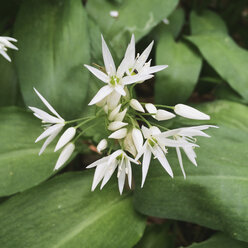 Deutschland, Nordrhein-Westfalen Eifel, Blühender Bärlauch (Allium ursinum), Frühling - GWF002742