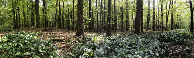 Deutschland, Nordrhein-Westfalen Eifel, Bärlauch in einem Buchenwald, Bärlauchblüten, Frühling - GWF002749