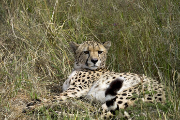 Afrika, Namibia, Okonjima Naturreservat, Gepard, Acinonyx Jubatus, liegend - HLF000523