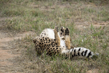 Afrika, Namibia, Okonjima Naturreservat, Gepard, Acinonyx Jubatus, Abbiegen - HLF000524