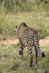 Afrika, Namibia, Okonjima Naturreservat, Gepard, Acinonyx Jubatus, seltene Ansicht - HLF000525