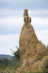 Afrika, Namibia, Okonjima Naturreservat, Gepard, Acinonyx Jubatus, sitzend auf Termitenhügel - HLF000526