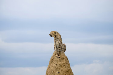 Afrika, Namibia, Okonjima Naturreservat, Gepard, Acinonyx Jubatus, sitzend auf Termitenhügel - HLF000527