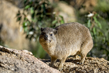 Afrika, Namibia, Erongo-Massiv, Felsendassel, Procavia capensis, stehend - HLF000528