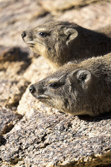 Africa, Namibia, Erongo Moutains, Rock dassies, Procavia capensis, lying - HLF000529