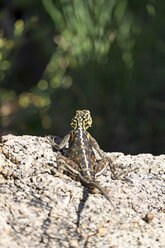 Afrika, Namibia, Erongo-Massiv, Urban Agamid, Agama agama, seltene Ansicht - HLF000530