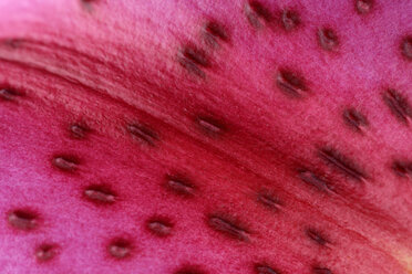 Blütenblatt einer gemusterten rosa Lilie, Lilium, Nahaufnahme - MJOF000146