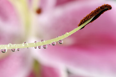 Water drops hanging at stamen of lily, Lilium, close-up - MJOF000142
