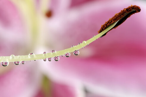 Wassertropfen hängen an den Staubgefäßen einer Lilie, Lilium, Nahaufnahme - MJOF000142