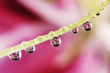 Wassertropfen mit Spiegelungen, die an den Staubgefäßen einer Lilie, Lilium, hängen, Nahaufnahme - MJOF000141