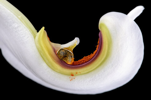 Blütenblatt einer weißen Lilie, Lilium, mit Pollen vor schwarzem Hintergrund, Nahaufnahme - MJOF000140